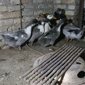 Ýaşyl baş ýumurtga