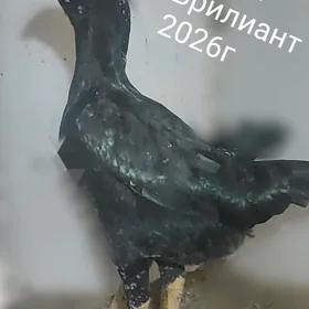 САККАЛ БОЕЦ МЭКИ