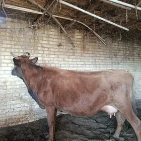 голели сыгыр