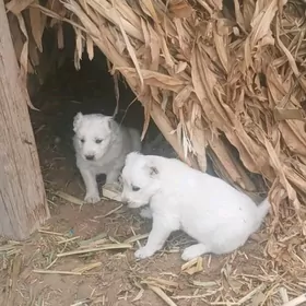 алабай девочка