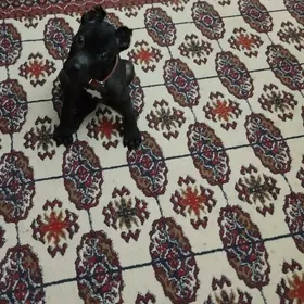 Порода собаки Стаффордширский