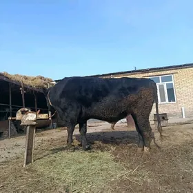 чорно пийостур окуз