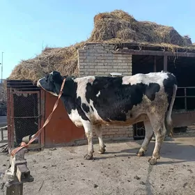 галашдейин богах сыгыр