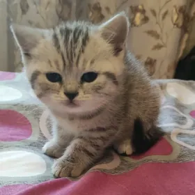 котенок,девочка