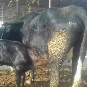 çorny piýostyr göleli sygyr