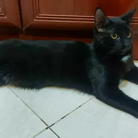 Чёрный котик