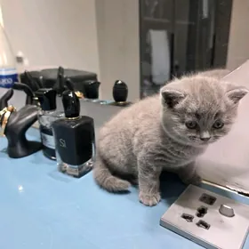 Shotnatskiy dik gulak pishik