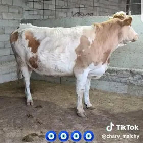 Semental Sygyr 8 aylyk bogaz