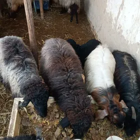 Goyun,tokly,guzuly goyun,çebis
