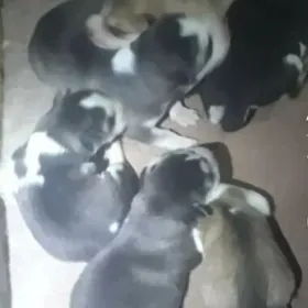 Хасики Чагалар