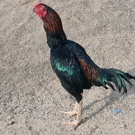 tashkent paroda horoz