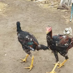 ой хайванлары