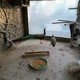 Tawus gus para satlyk