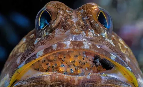 Объявлены итоги конкурса подводной фотографии Ocean Art 2025