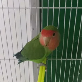 неразлучник