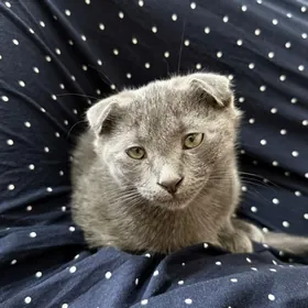 шотландский вислоухий