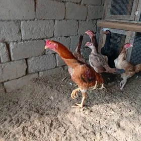 байсовыйхораз. товук