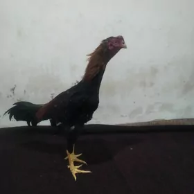 Mundeper ayagy perli