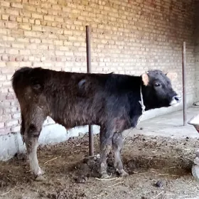 Tohum Öküz Arassa Siwet 🧿