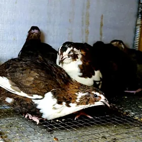 Italýan gigant pingiwin bedene