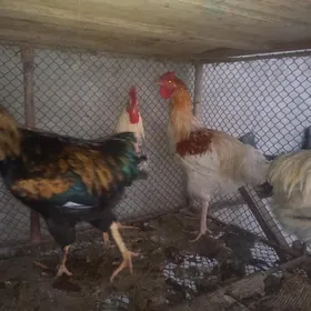 гиант хоразлар