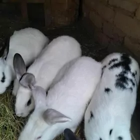 флендр товшан