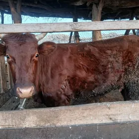 арасса буры сыгыр