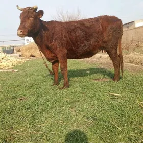 saglyk sygyr we unacyn