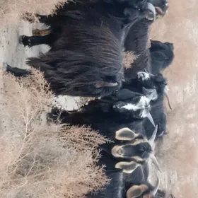 bogaz çebişler , geçiler