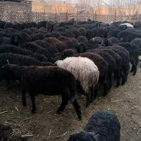 İyim iyen Araby Tokly