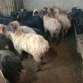 Goyun  geci Tokly cewis