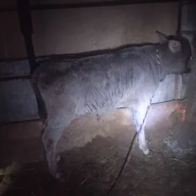 Göle okuzçe şiwet