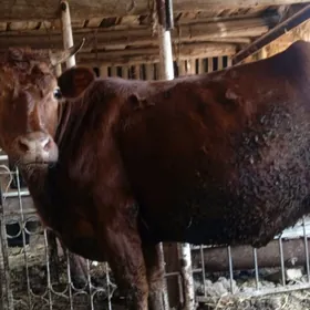 burlat 2nji karyn yetik bogaz