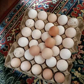 Parodny horaz ve touklar.