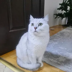 Шотландские шиншиллы