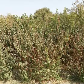 sapylan miweli baglar