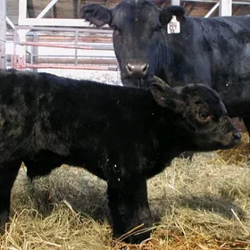 ангус чисти линя