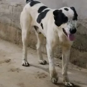 Алабай арасса