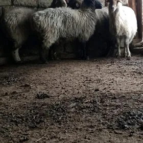 semiz. goýun.