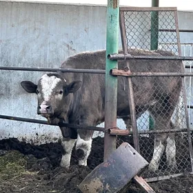 GÖKALA SIMENTAL ÖKÜZ