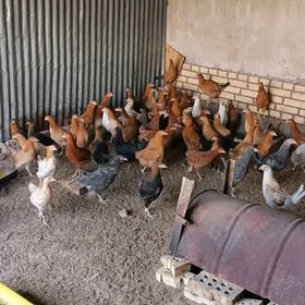 tovuk.guzlayjy.ýaş.horazam.bar