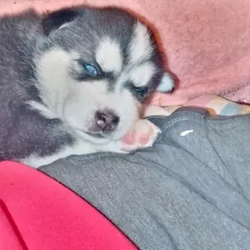 хаски щенок девочка Ашхабад