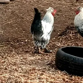 paroda balakly horoz