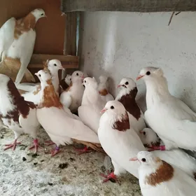 Kepderi Кепдери