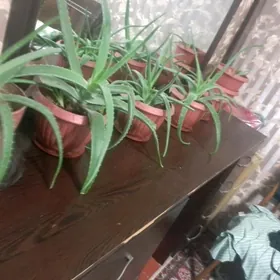 Алое не дорого