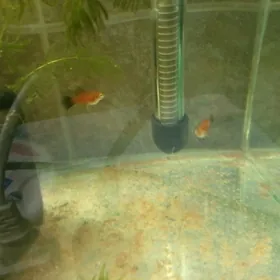 гуппи по 4 манат