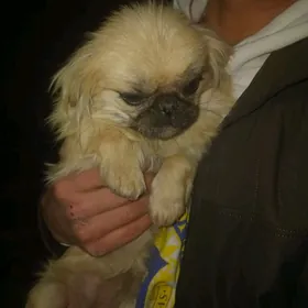 Пикенес девочка.Сатлык.