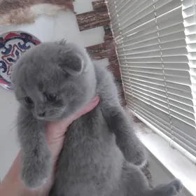 Шотландская порода