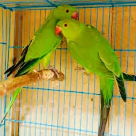 Ожереловый