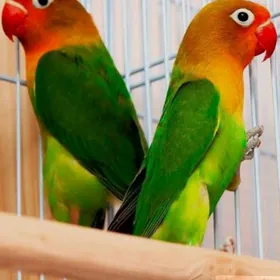 попугай неразлучник